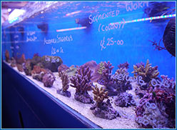 Aquahome Hard Corals