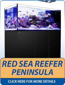 Red Sea Reefer Peninsula