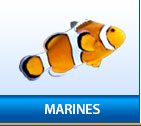 Marine Section