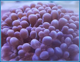 Aquahome Bubble Coral