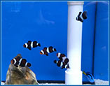 Aquahome Clown Fish