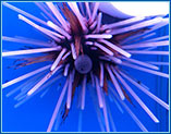 Aquahome Inverts Banded Lonspine Urchin