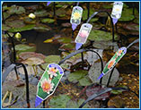 Aquahome Pond Lilys