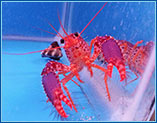 Aquahome Reef Lobster