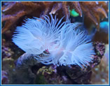 Aquahome White Feather Duster