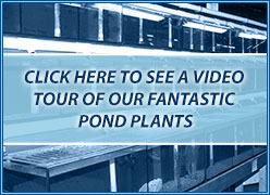 pond plants video tour