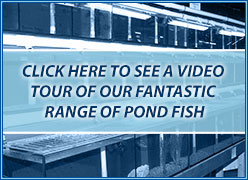 pond fish video tour